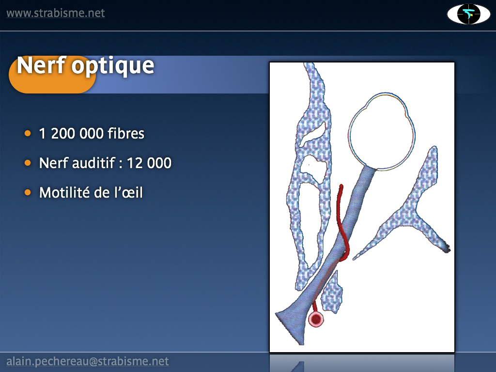 10AP-PhysiologieAV06.png