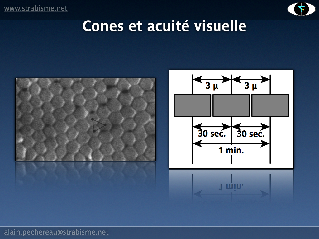 10AP-PhysiologieAV10.png